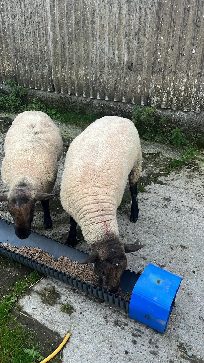 Hybrid rams - Image 2
