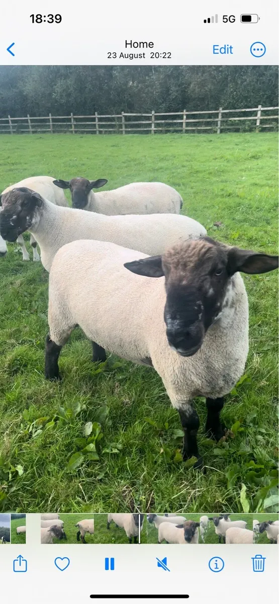 Hybrid rams - Image 1