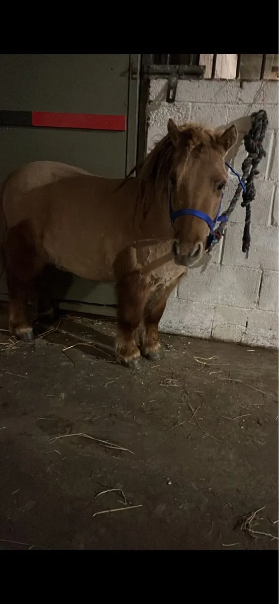 Shetland stallion - Image 2