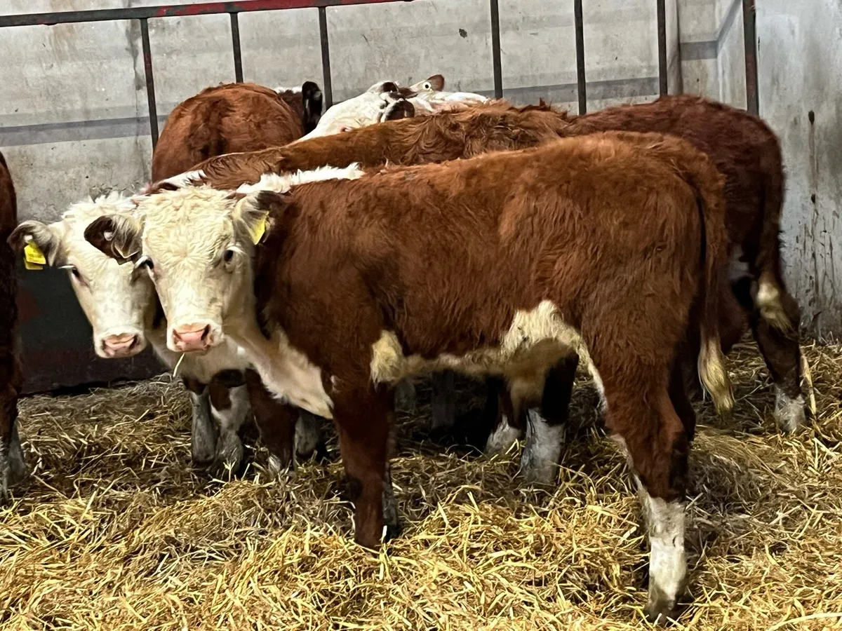 Super Suckler Bred Hereford Weanlings - Image 1