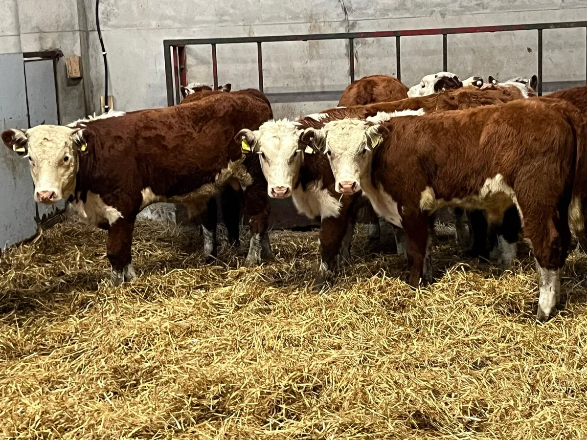 Super Suckler Bred Hereford Weanlings - Image 2
