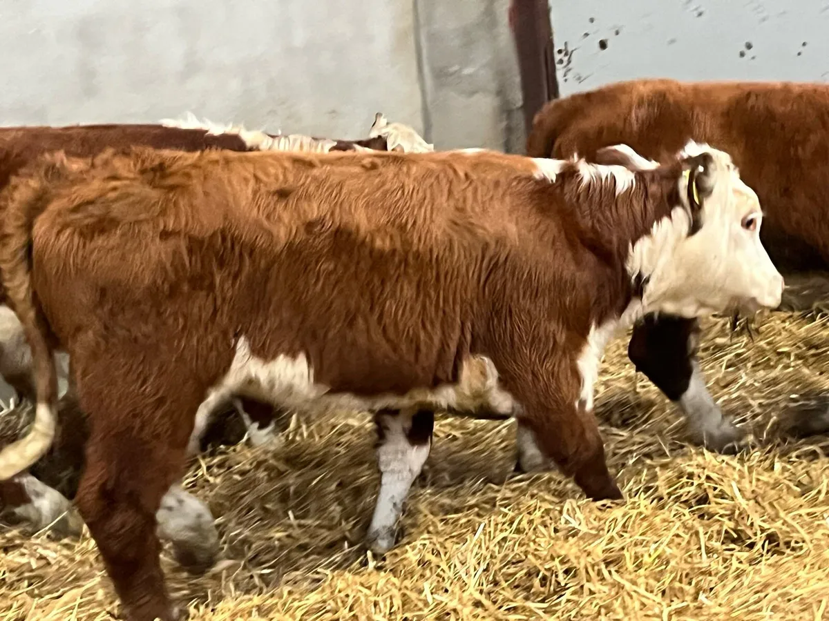 Super Suckler Bred Hereford Weanlings - Image 3