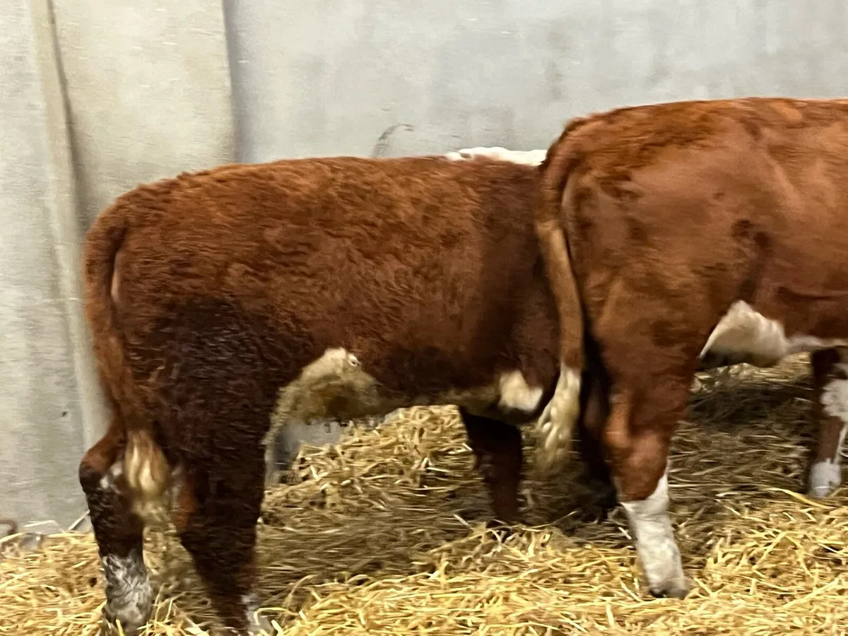 Super Suckler Bred Hereford Weanlings - Image 4