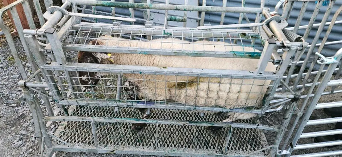 Sheep Roll Over Crate - Image 2