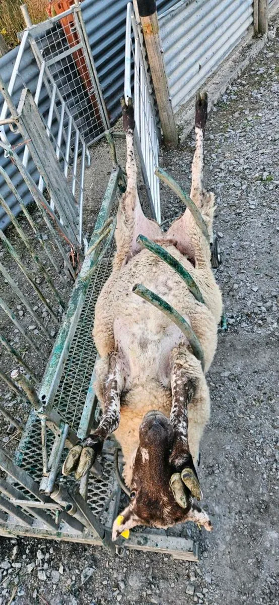 Sheep Roll Over Crate - Image 3