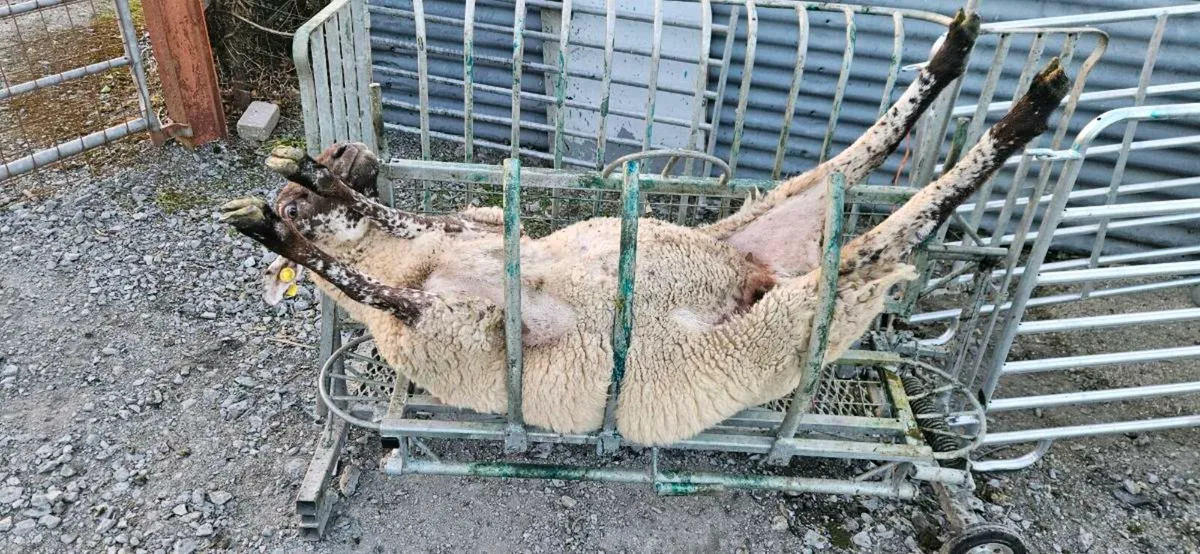 Sheep Roll Over Crate - Image 4