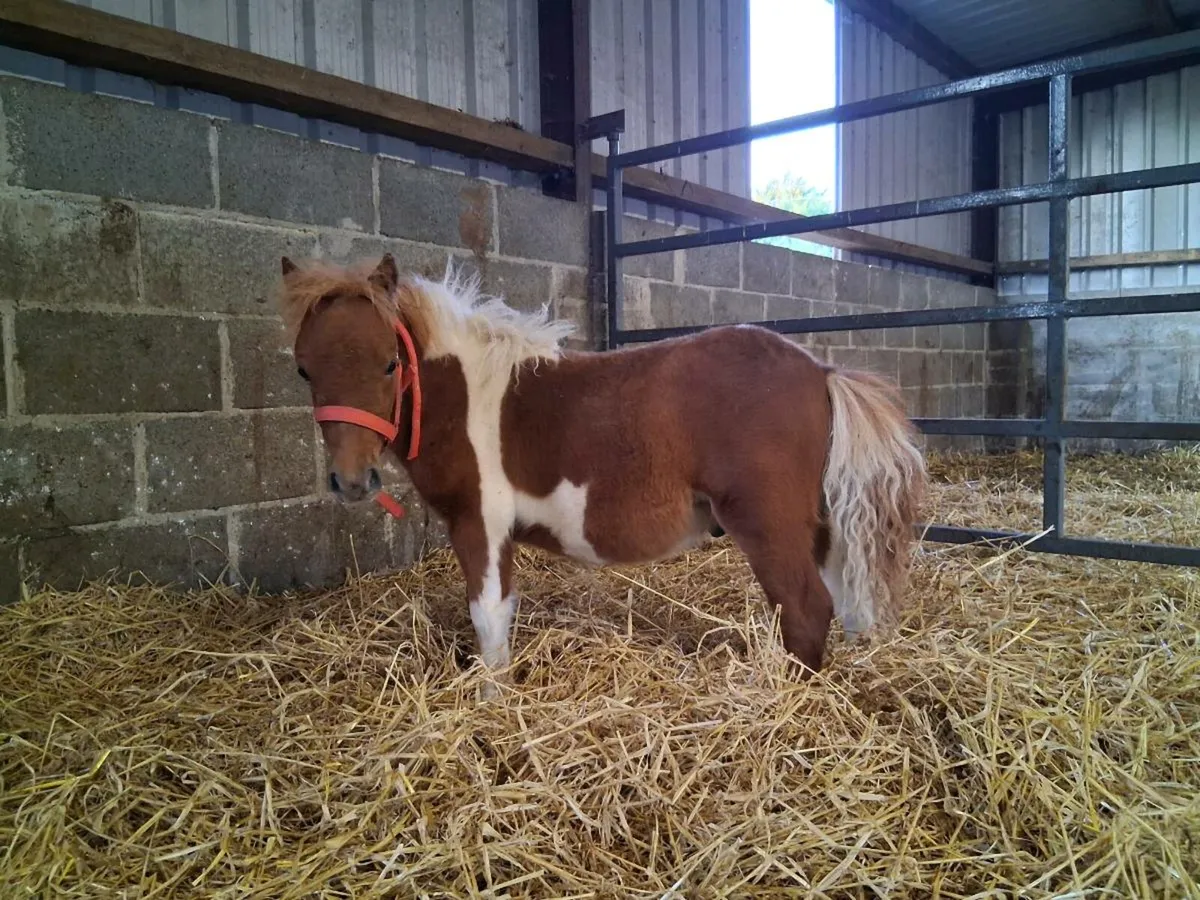 6 Month old Miniature Colt - Image 1