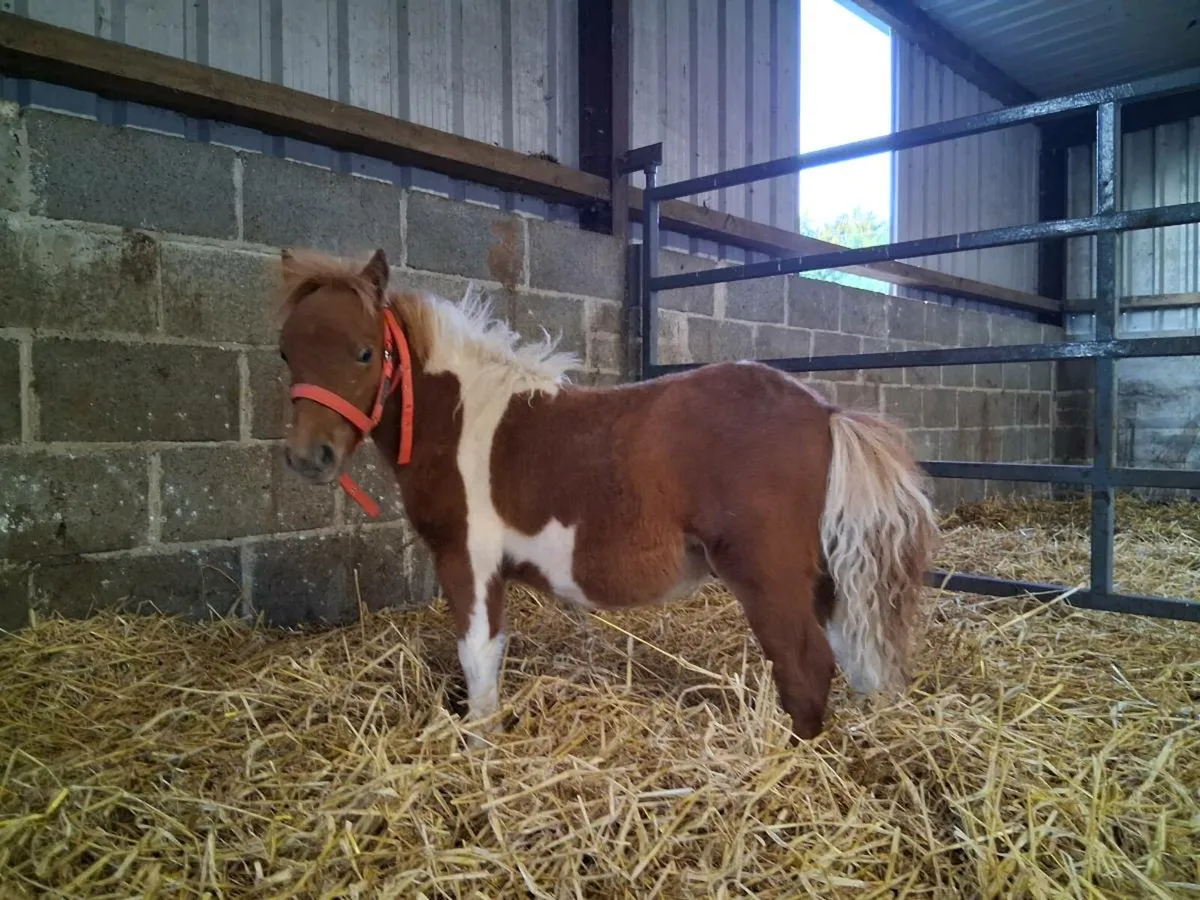 6 Month old Miniature Colt - Image 2