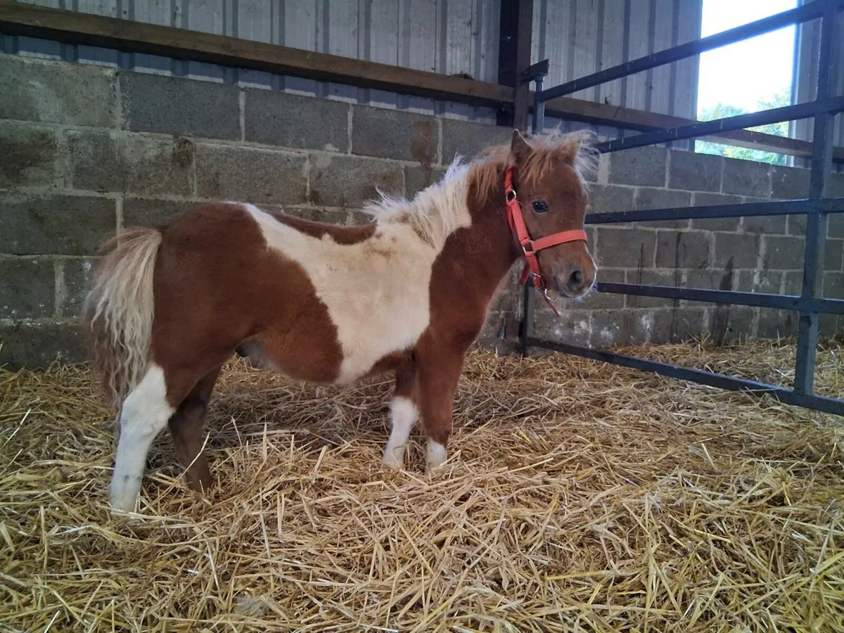 6 Month old Miniature Colt - Image 3