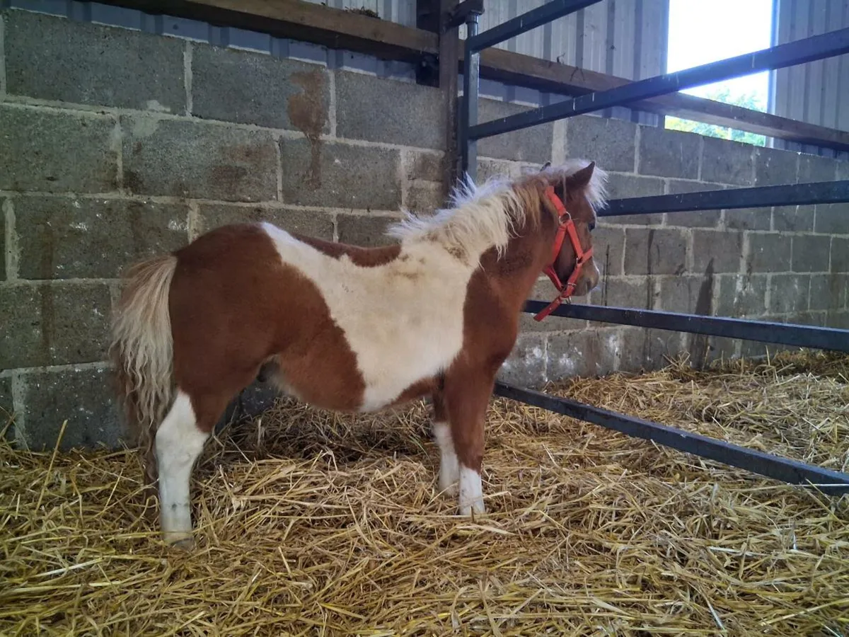 6 Month old Miniature Colt - Image 4
