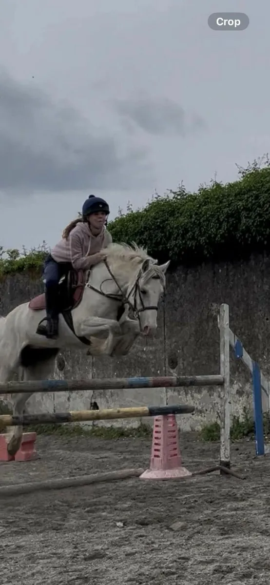 14hh grey mare for sale - Image 1