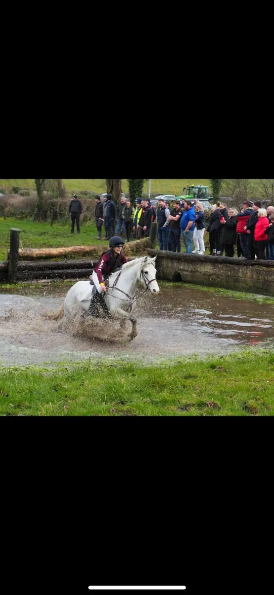 14hh grey mare for sale - Image 2