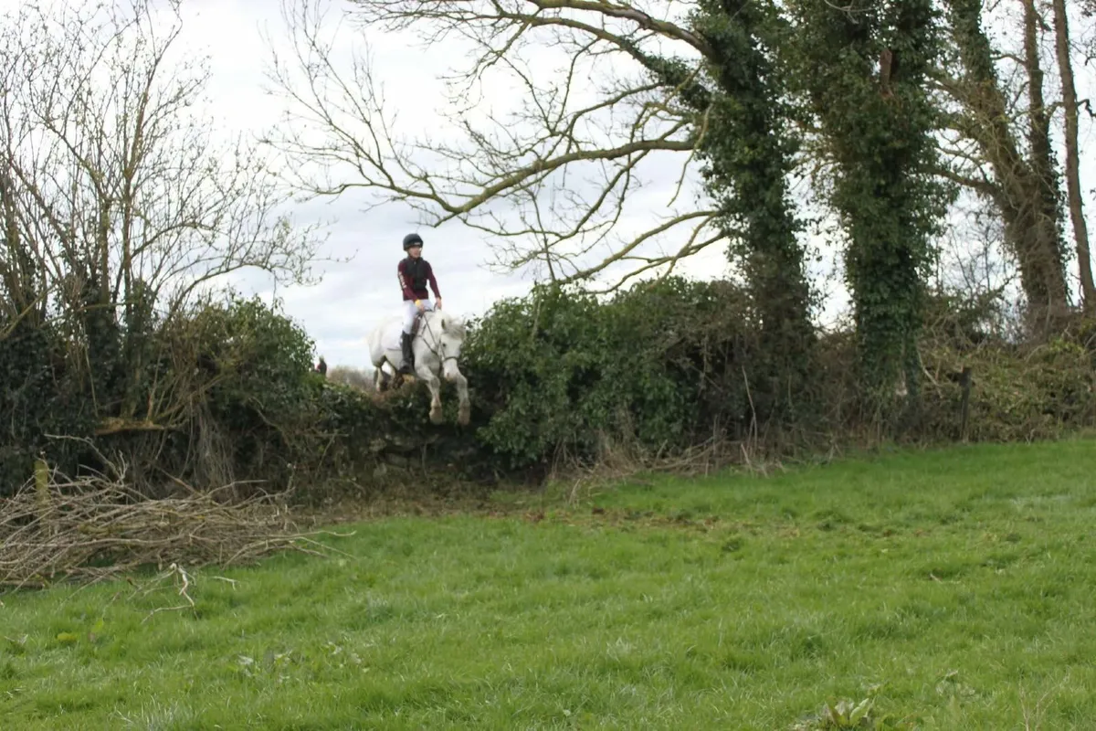 14hh grey mare for sale - Image 3