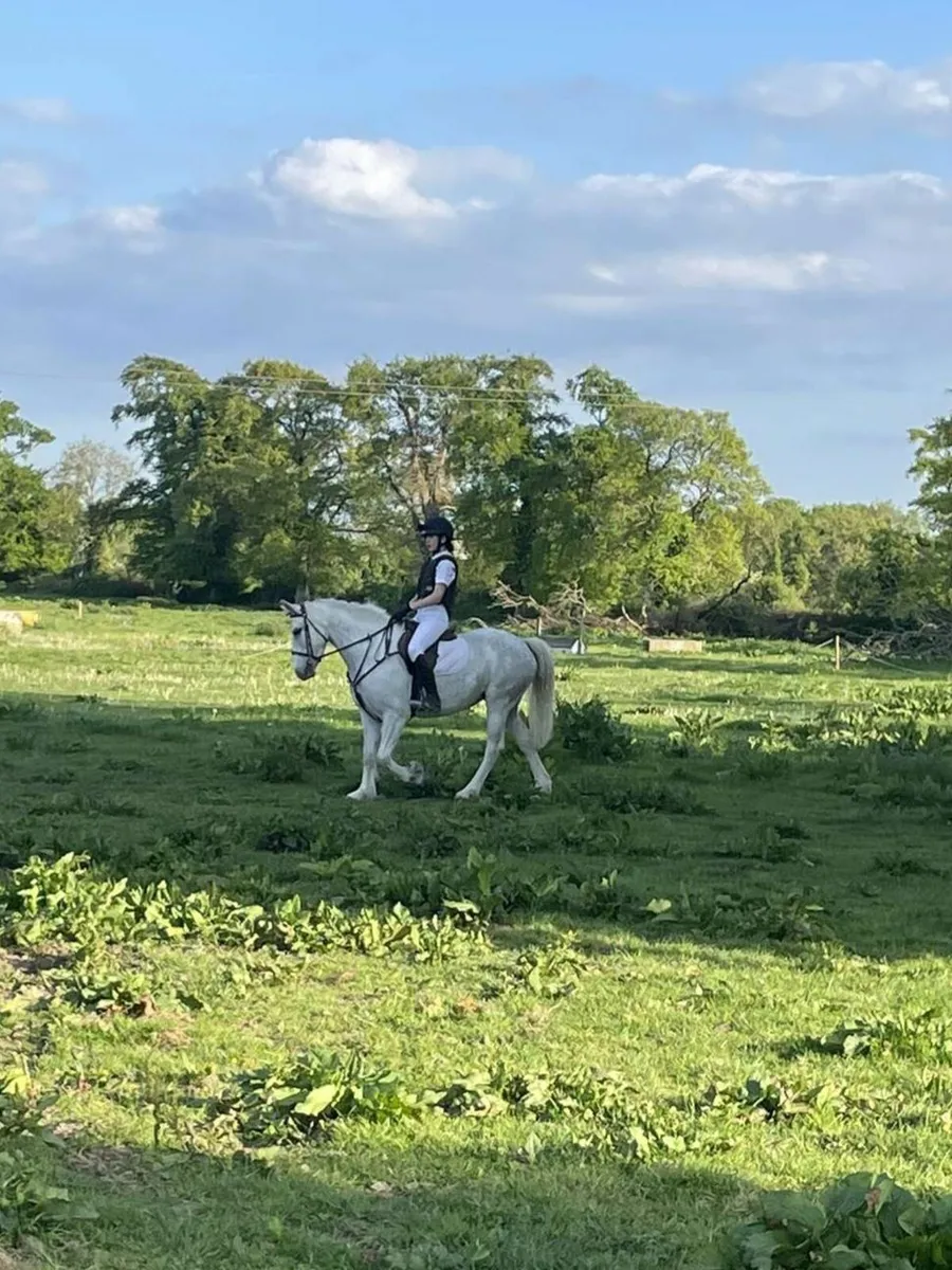 14hh grey mare for sale - Image 4