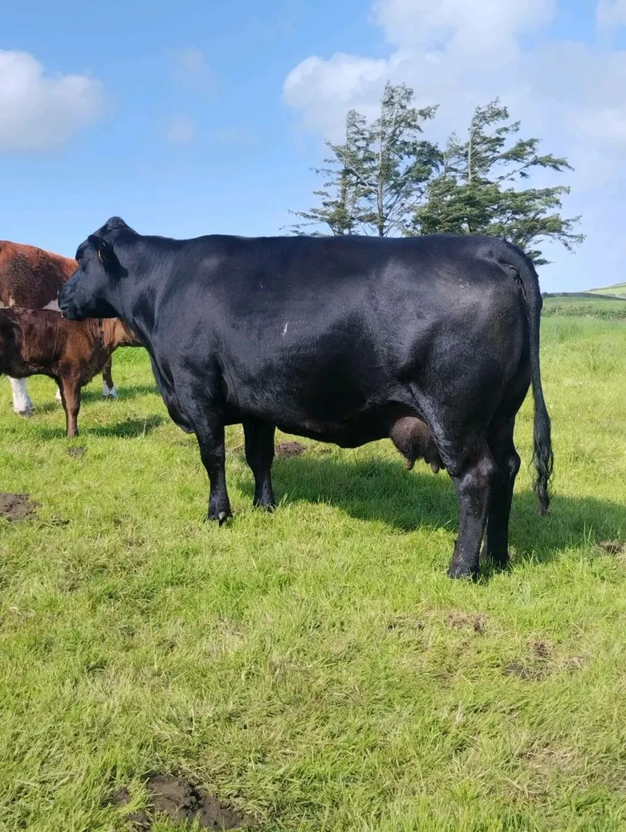 Pedigree Angus Heifer - Image 4
