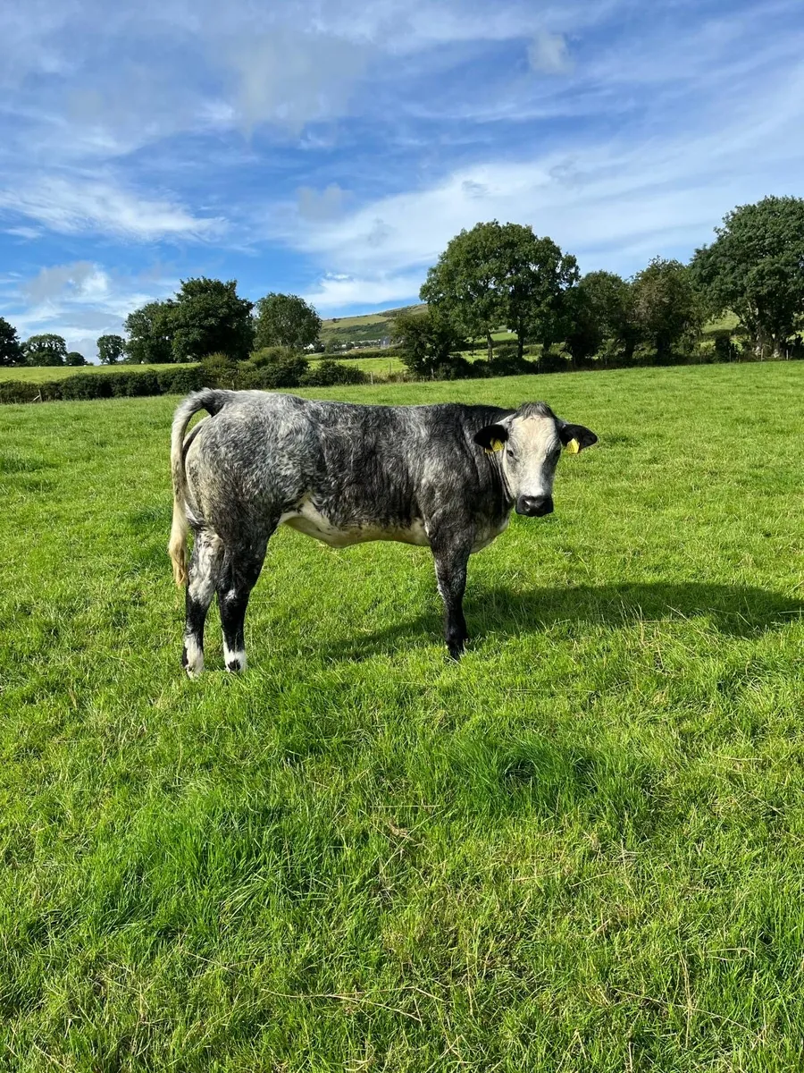 Two heifers - Image 1