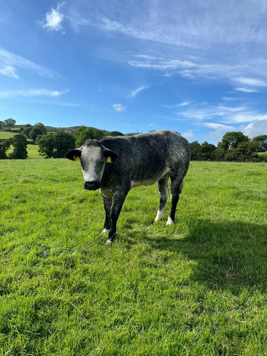 Two heifers - Image 2