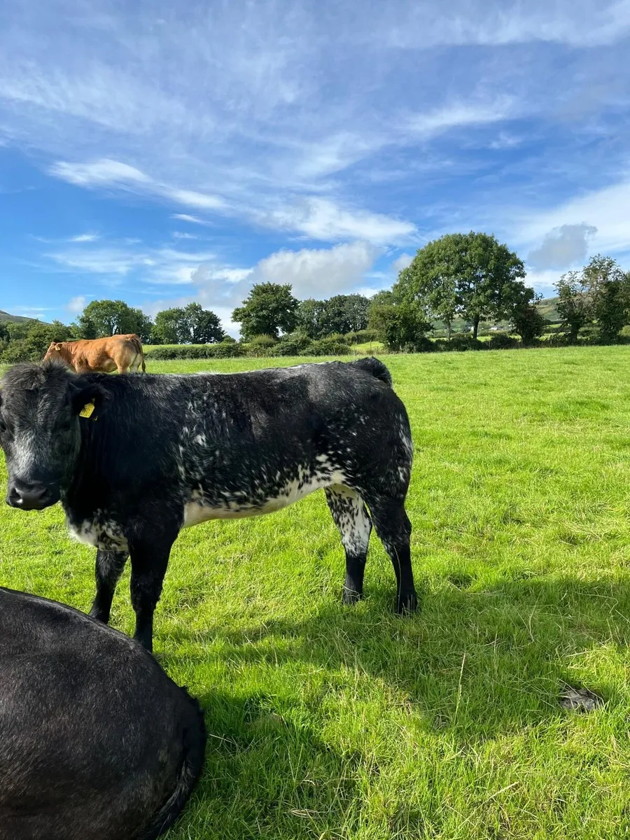 Two heifers - Image 3