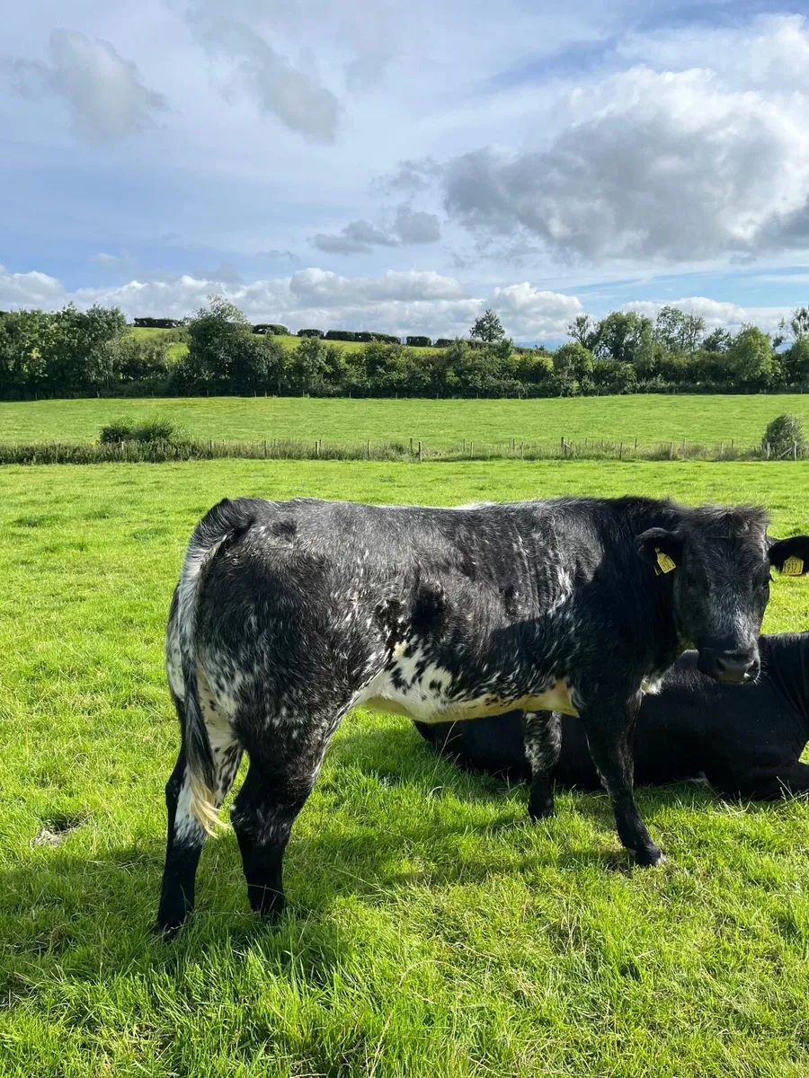 Two heifers - Image 4