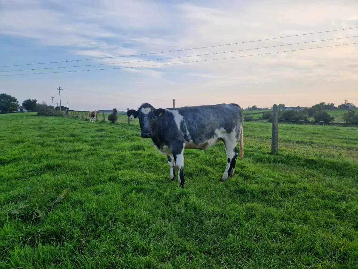 2 Blue Gray Heifers - Image 2