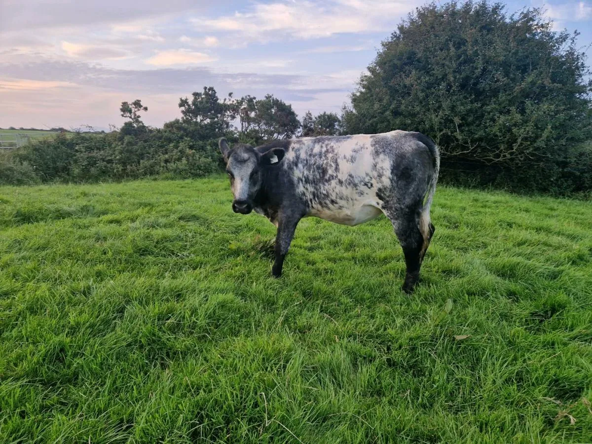 2 Blue Gray Heifers - Image 3
