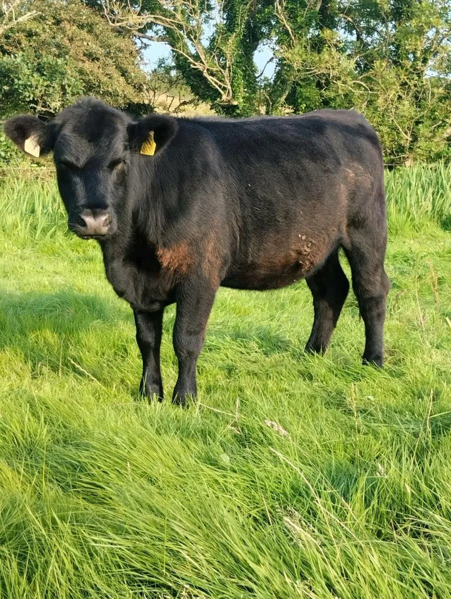 Pedigree Angus Heifer - Image 1