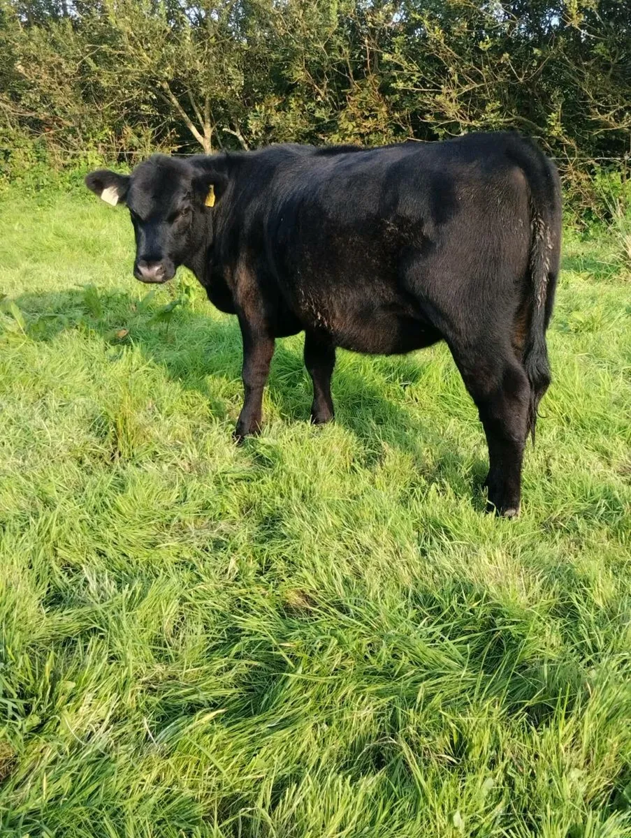 Pedigree Angus Heifer - Image 2