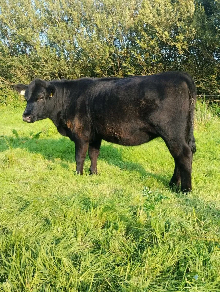 Pedigree Angus Heifer - Image 3