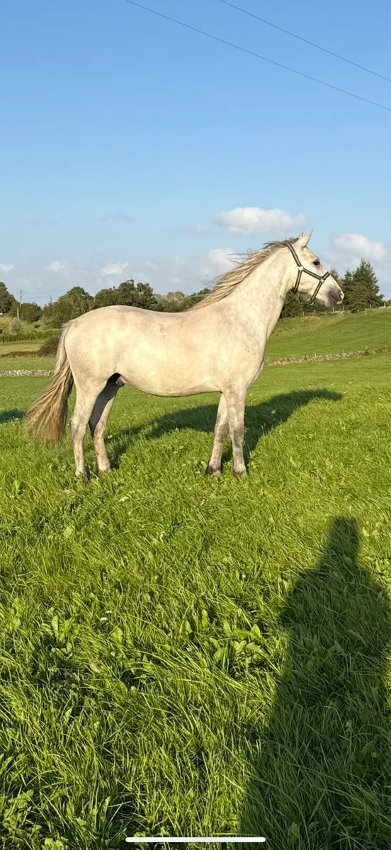 Connemara Gelding - Image 1