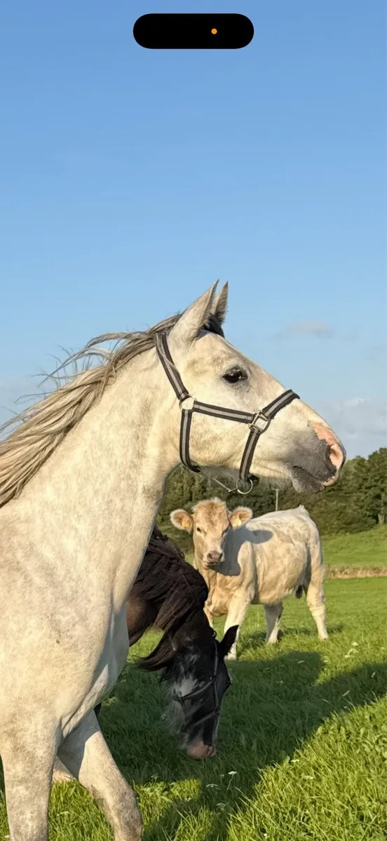Connemara Gelding - Image 2