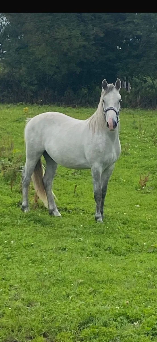 Connemara Gelding - Image 4