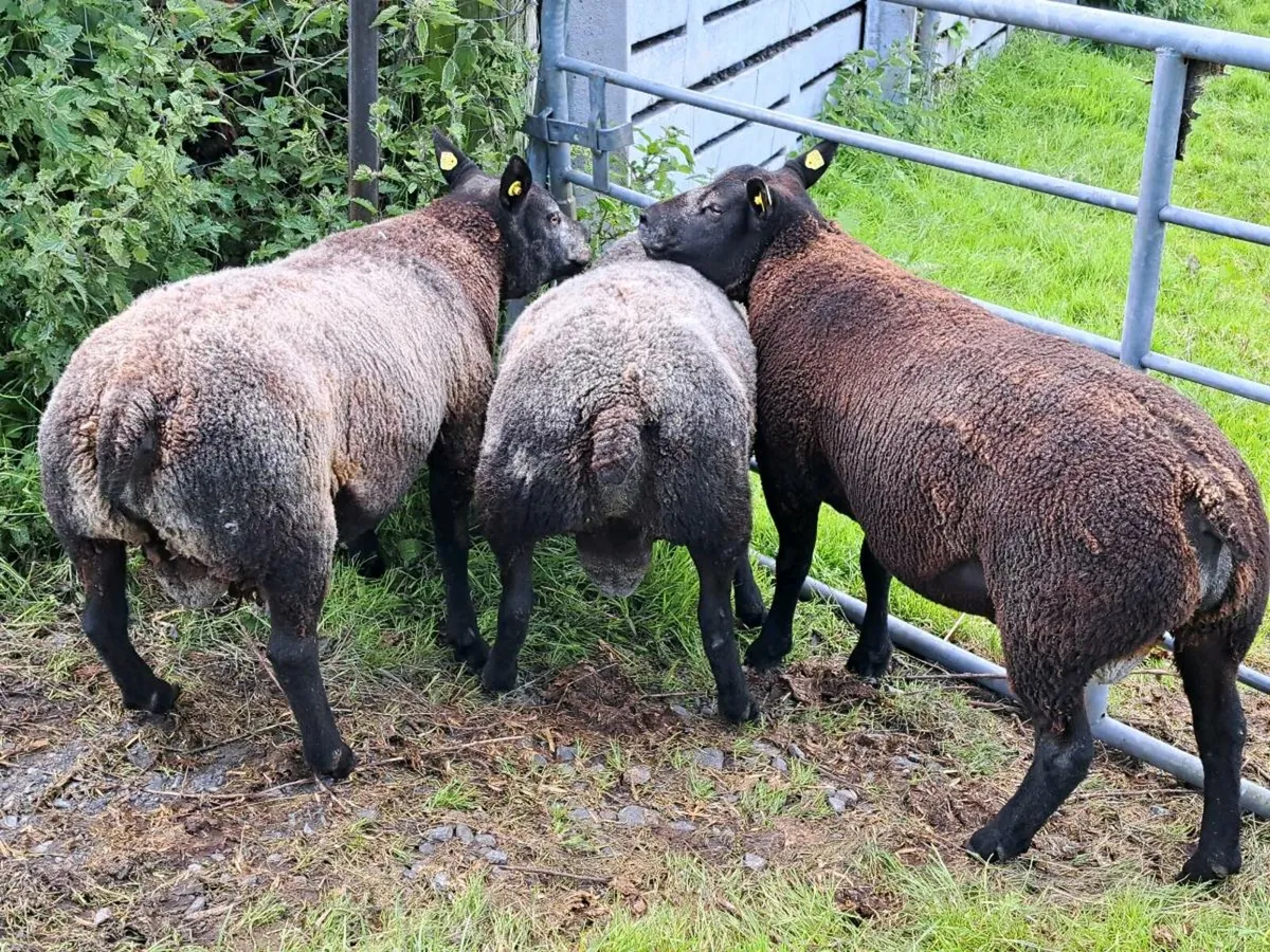 Blue texel sheep - Image 1