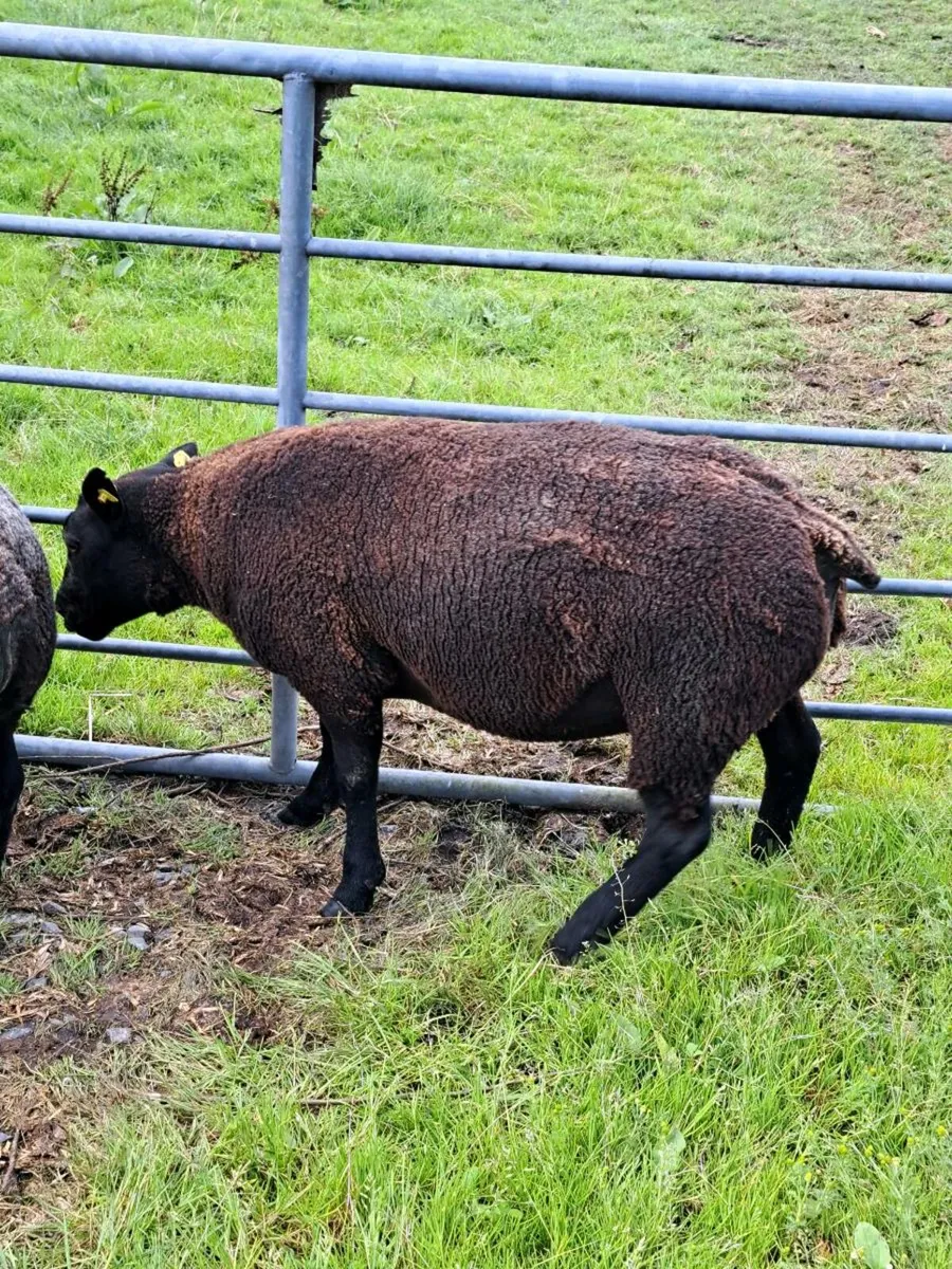 Blue texel sheep - Image 2