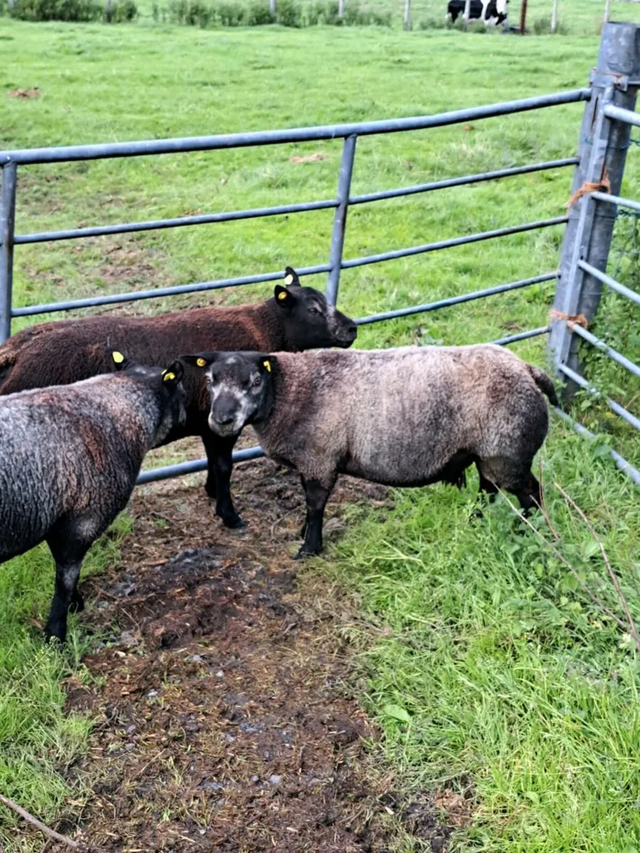 Blue texel sheep - Image 3