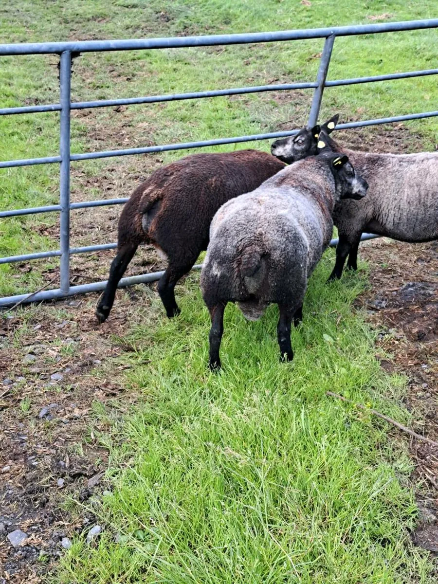 Blue texel sheep - Image 4