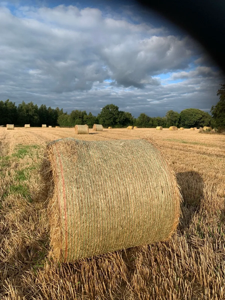 Round bales of straw - Image 1