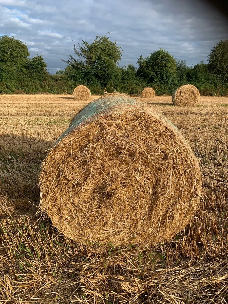 Round bales of straw - Image 2
