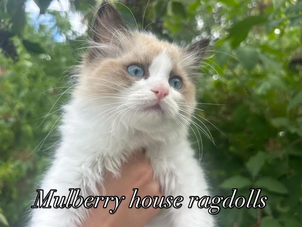 GCCFI Ragdoll kitten - Image 2