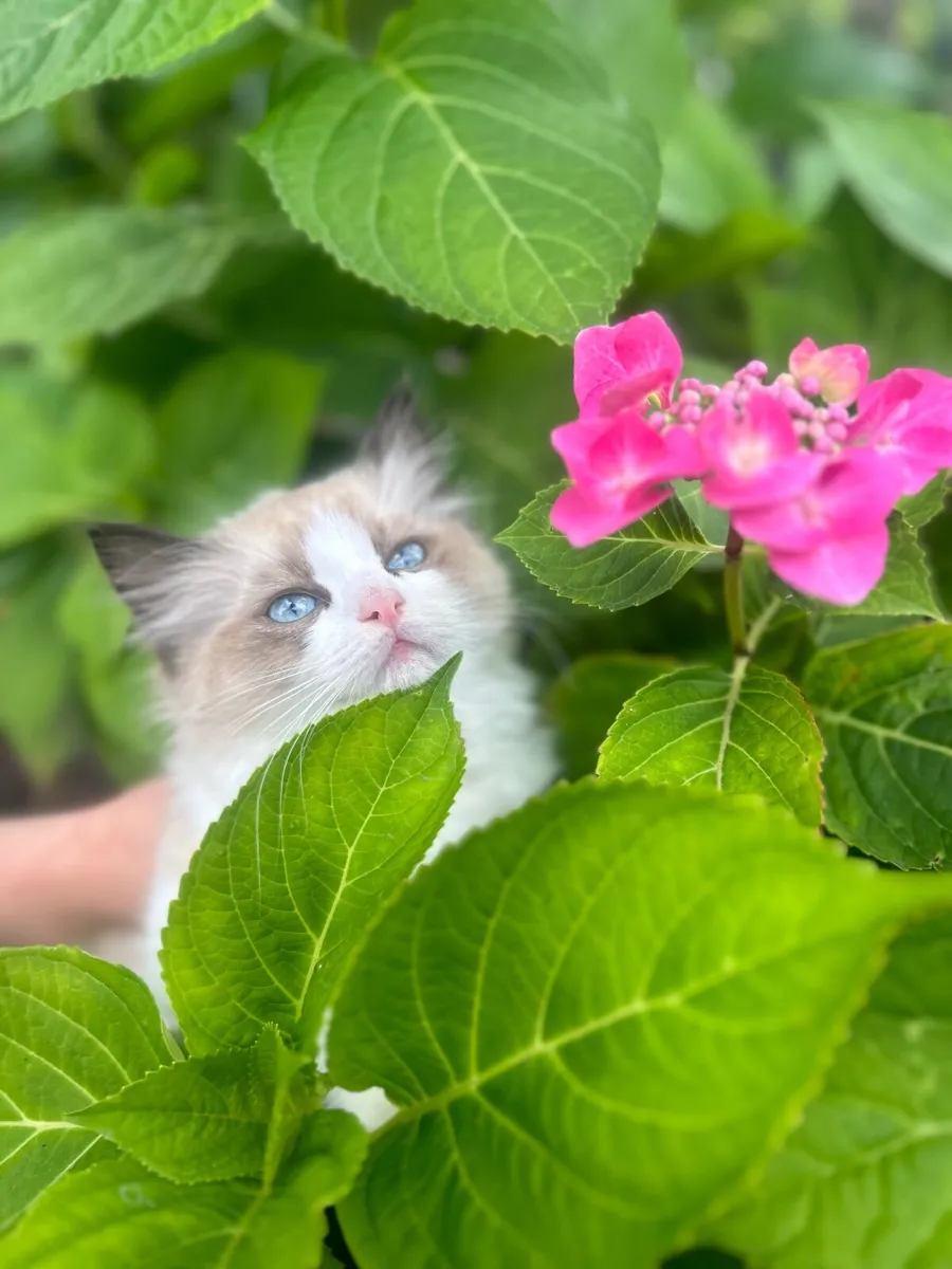 GCCFI Ragdoll kitten - Image 3