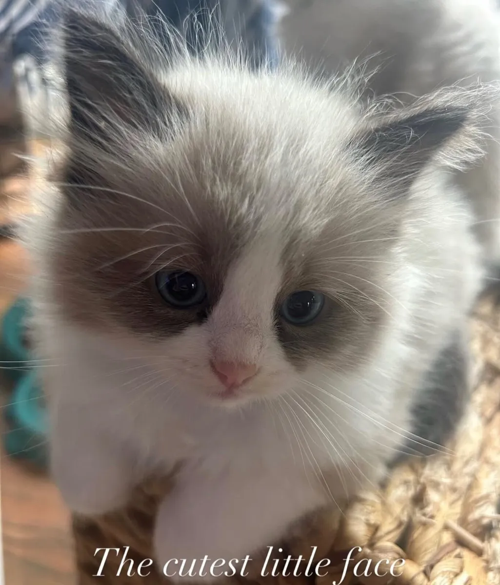 GCCFI Ragdoll kitten - Image 4