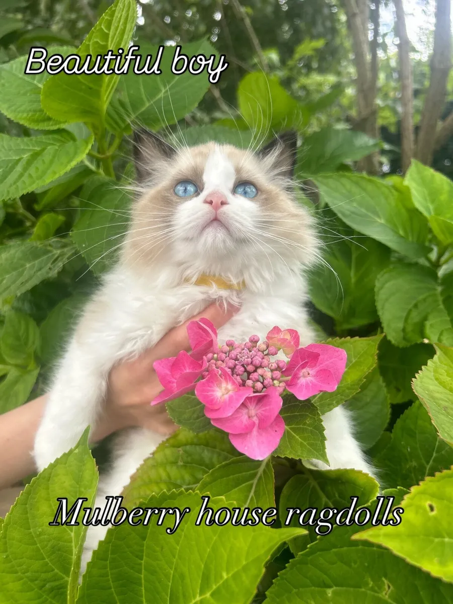 GCCFI Ragdoll kitten - Image 1