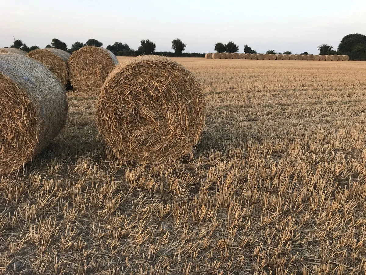 Straw - Image 2