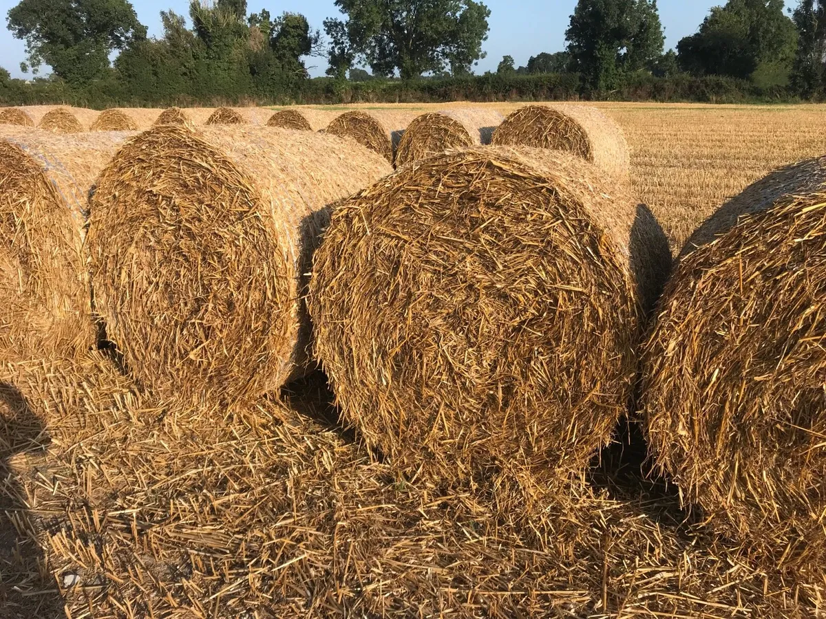 Straw - Image 3