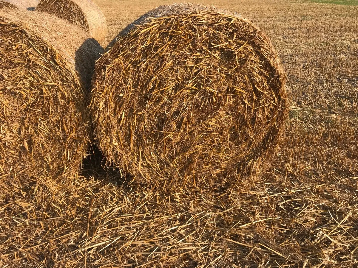 Straw - Image 4