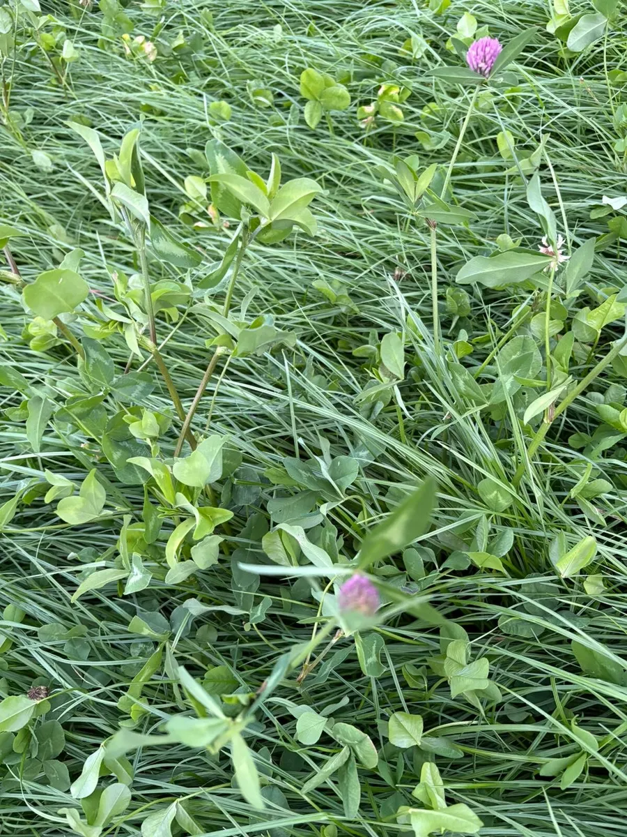 Meadow for sale - Image 2