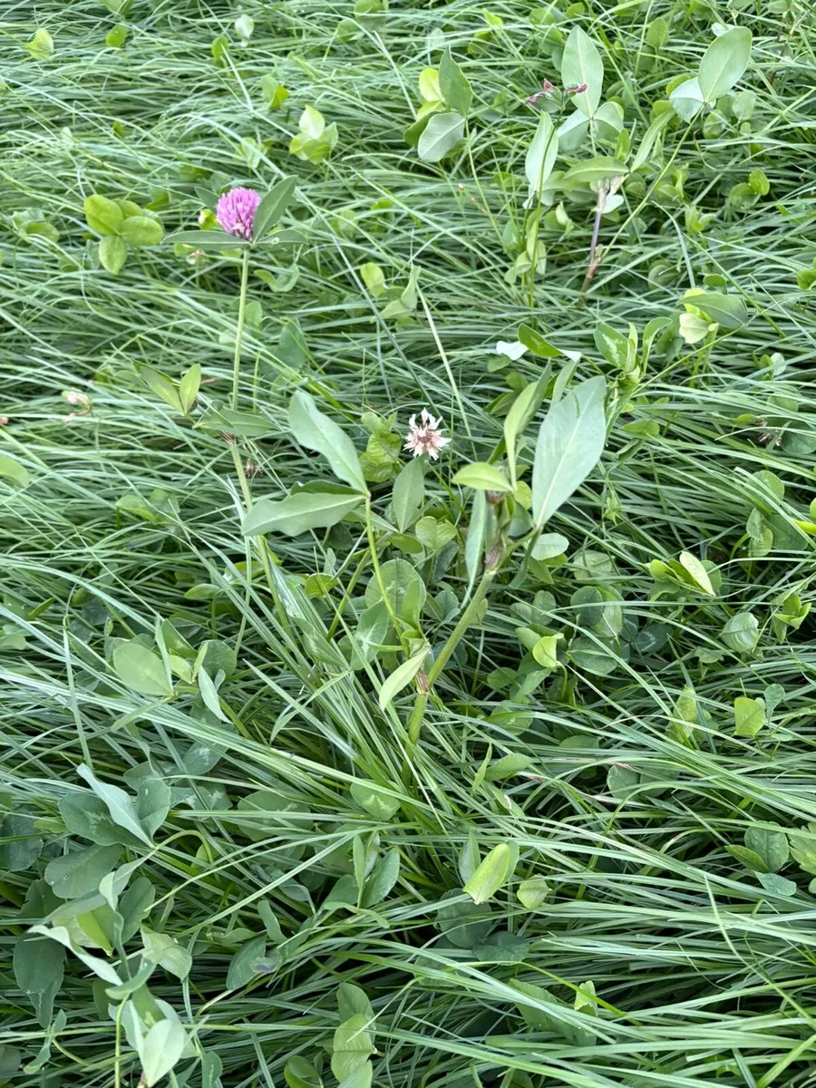 Meadow for sale - Image 3