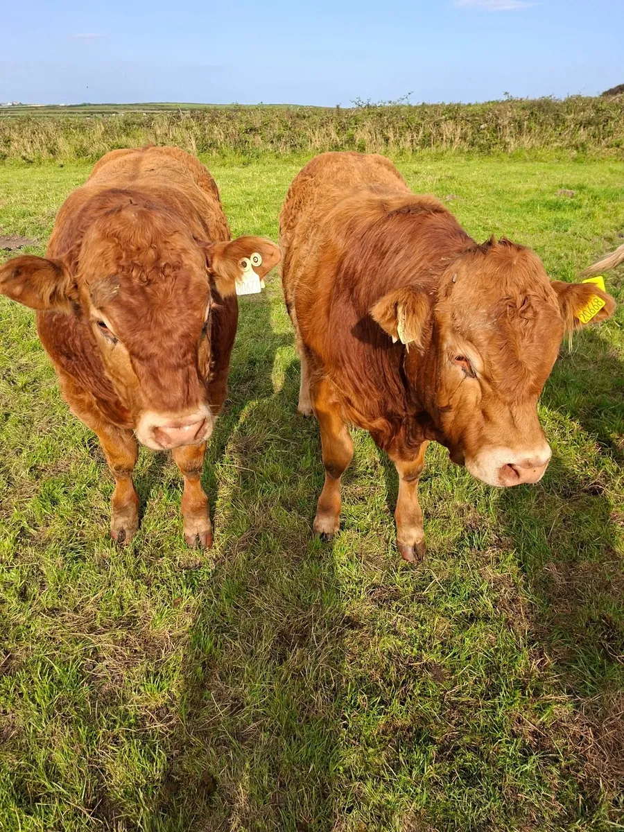 2 Limousine  Bulls - Image 1