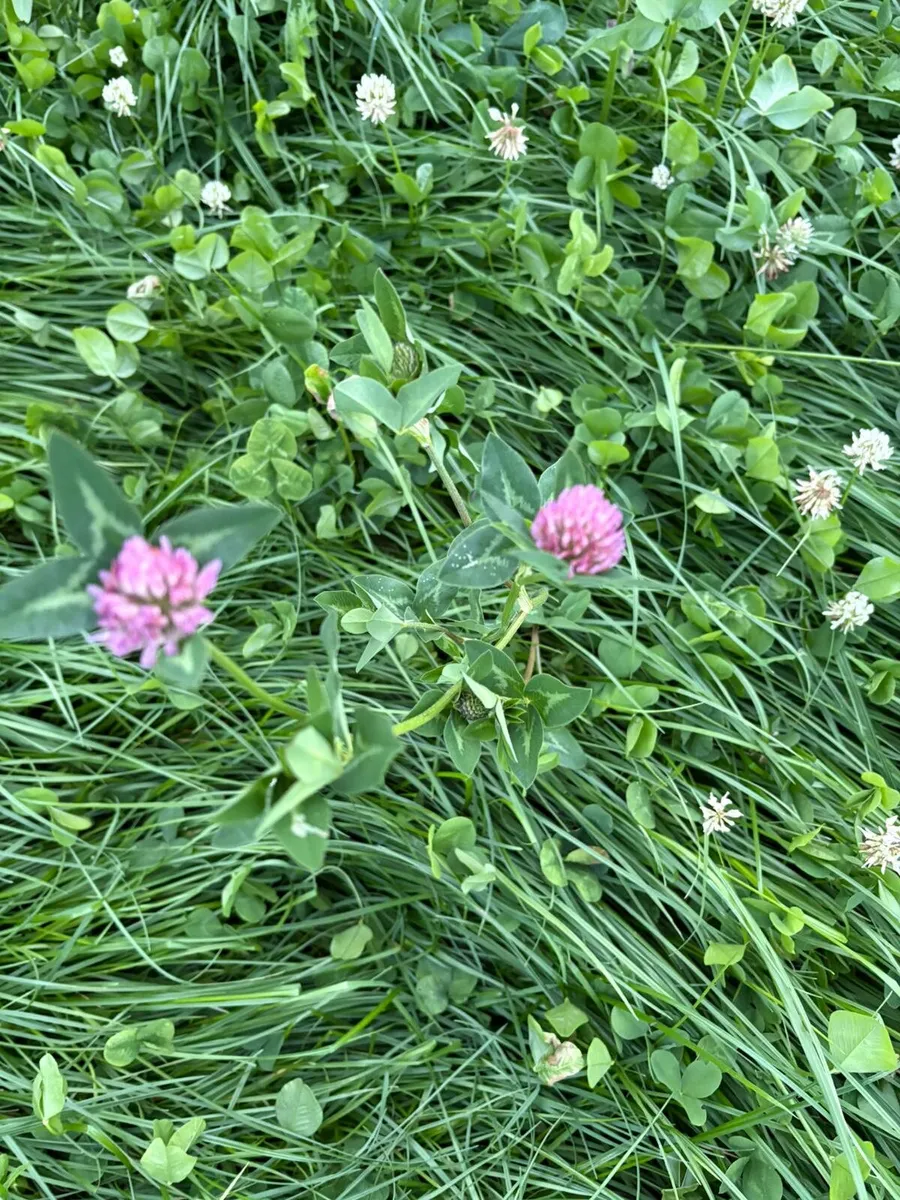 Meadow for sale - Image 4