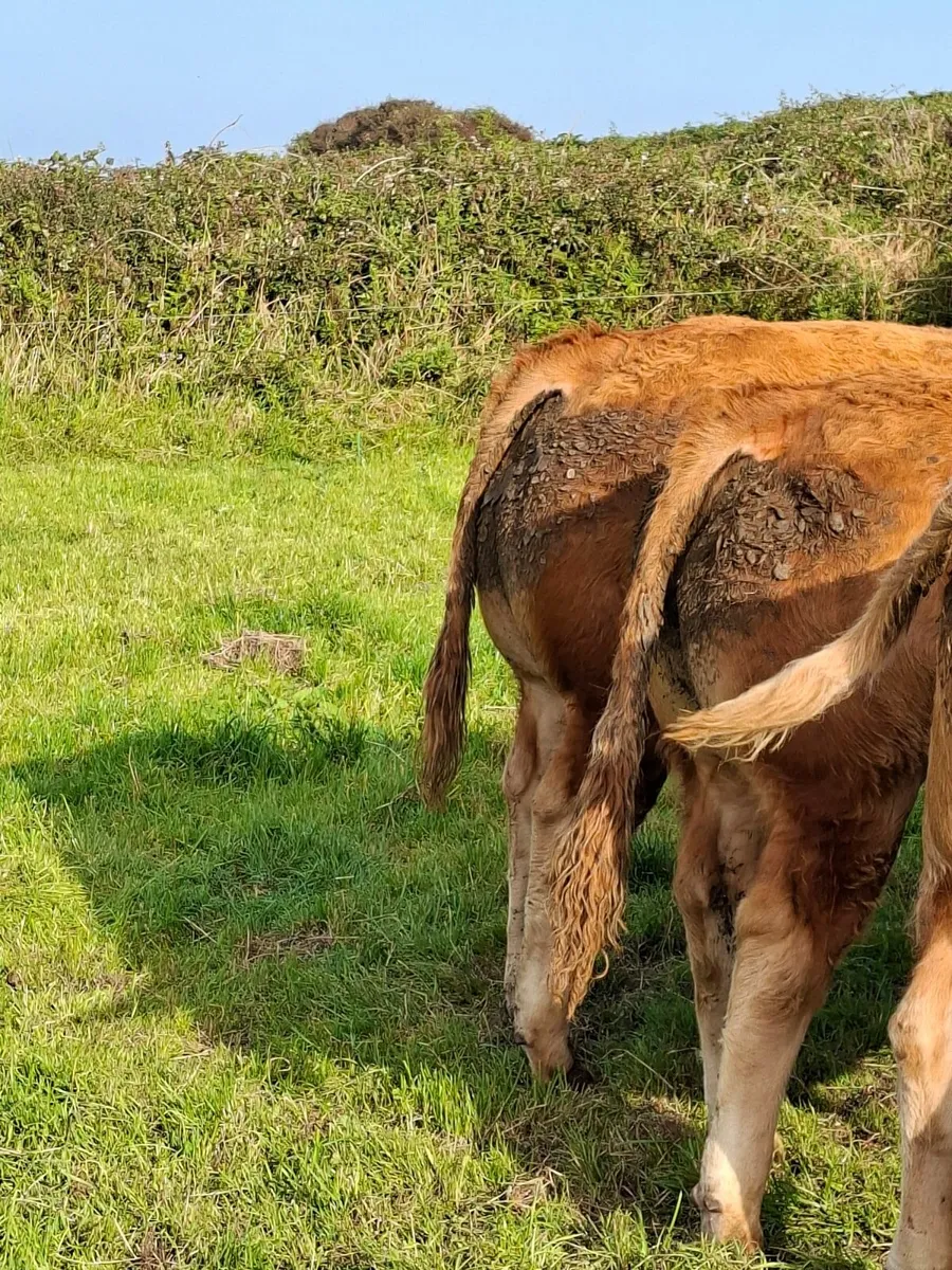 2 Limousine  Bulls - Image 2
