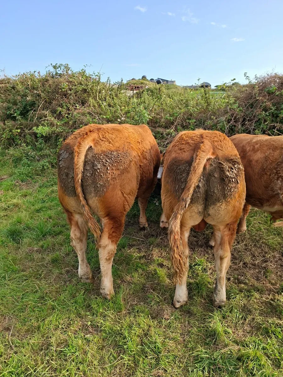 2 Limousine  Bulls - Image 3